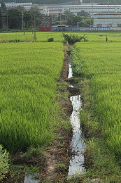 灌溉渠图片