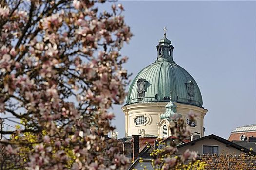 木兰,花,穹顶,教堂,下奥地利州,奥地利,欧洲