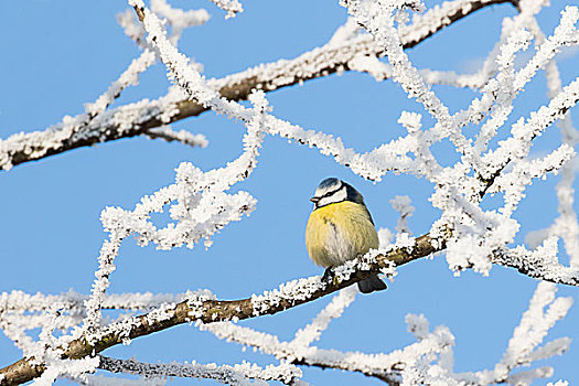 蓝冠山雀,坐在树上,白霜,黑森州,德国,欧洲