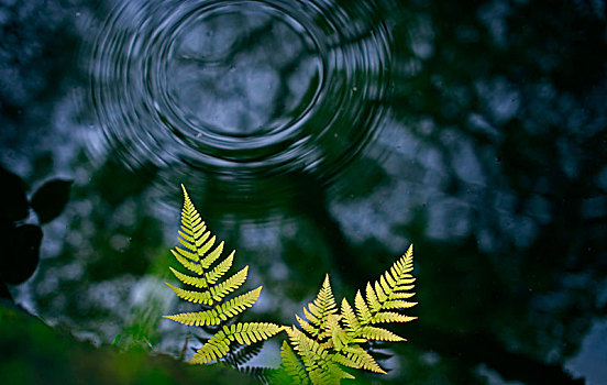 水池边,蕨类植物,水波,涟漪,映衬