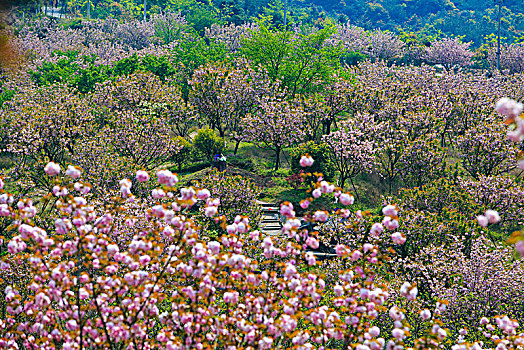 海曙,鄞江,山林,樱花,粉红,春色