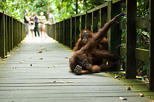malaysia,borneo,sepilok,orangutan,on,wooden,trail,used,by,tourist