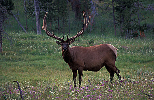 北美,美国,怀俄明,黄石国家公园,麋鹿,北美马鹿,鹿属,鹿