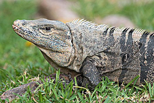 黑色,鬣蜥蜴,蓬塔雷纳斯省,哥斯达黎加,北美