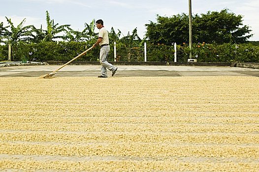 工作,咖啡种植园,圣荷塞,哥斯达黎加