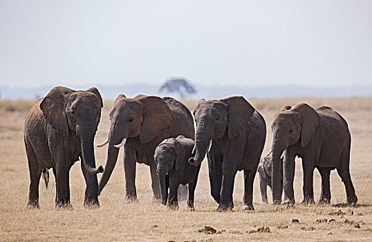 非洲大象094