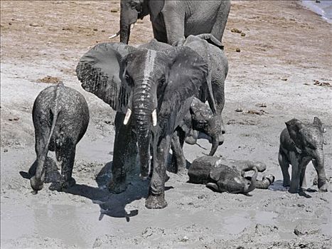 大象,享受,泥,沐浴,靠近,乔贝,河,水岸,干燥,季节,水潭,野生动物,会聚,分界线,博茨瓦纳,纳米比亚,公园