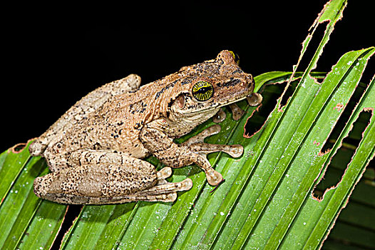 树蛙,国家公园,亚马逊河,厄瓜多尔