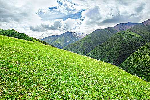 夏天的山野四姑娘山