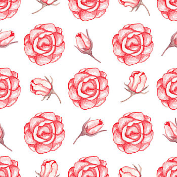 水彩,无缝,图案,红玫瑰,白色背景