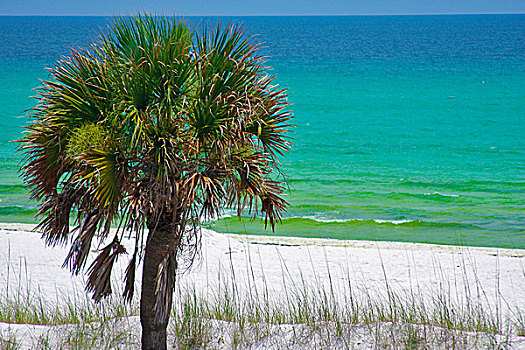 美国,佛罗里达,棕榈树,海岸,靠近