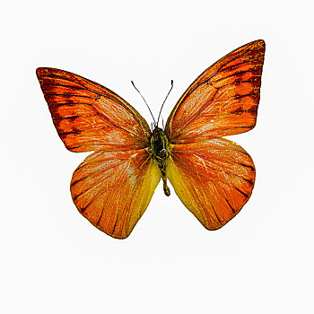 红翅尖粉蝶蝴蝶标本