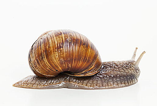 蜗牛,移动,白色背景