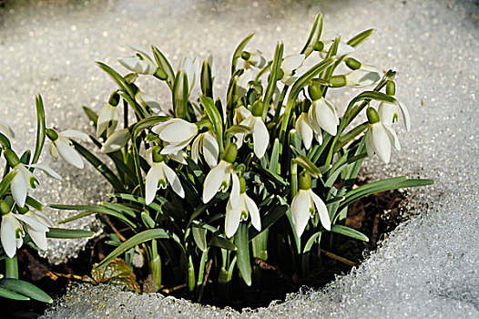 雪花莲,雪,遮盖,地面