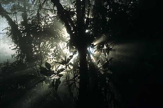 清晨,雾林,预留,厄瓜多尔,南美