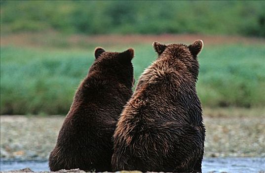 两个,棕熊,卡特麦国家公园,阿拉斯加,美国