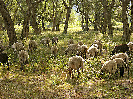 科孚岛,绵羊,放牧,橄榄林