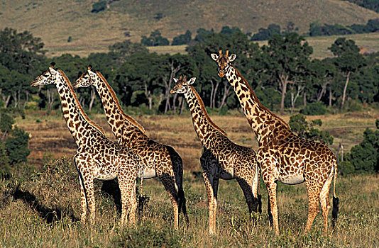 马赛长颈鹿,牧群,热带草原,肯尼亚