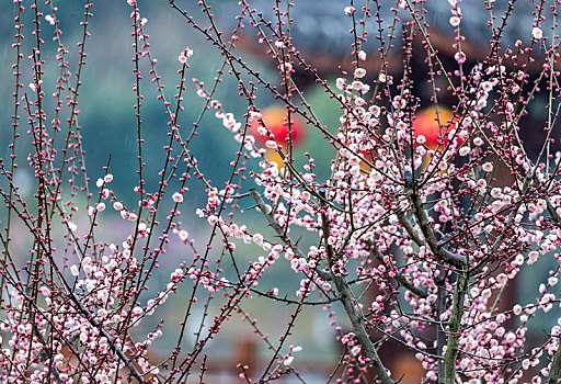 重庆南川,红梅花开迎新春