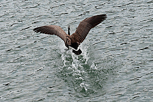 鹅,起飞,碧玉国家公园,艾伯塔省,加拿大