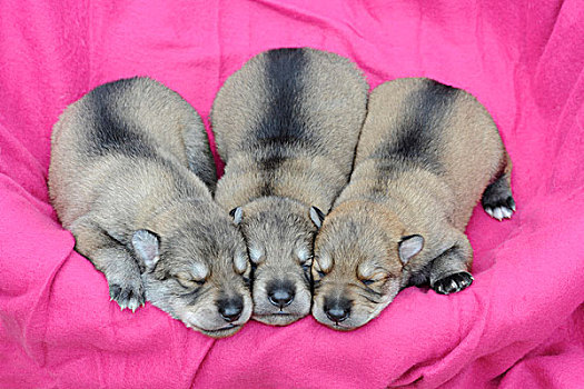 三个,睡觉,爱尔兰,猎狼犬,小动物