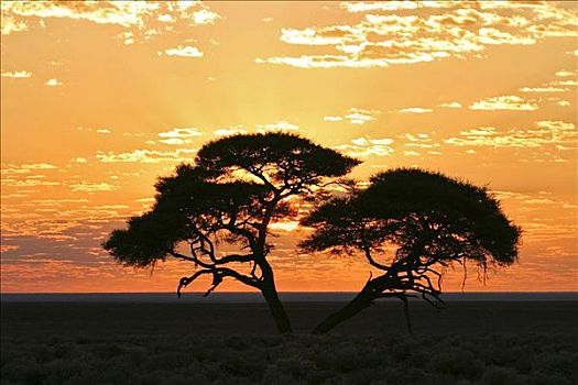 刺槐,日出,埃托沙国家公园,纳米比亚,非洲