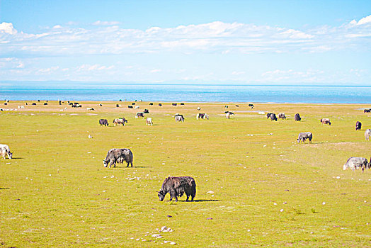 青海旅行风光