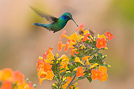 绿紫耳蜂鸟,蜂鸟,花,花蜜,哥斯达黎加