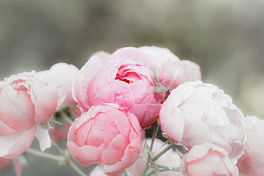 毛茛,花毛茛,花,雨,水滴