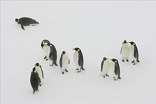 帝企鹅,群,求爱,浮冰,威德尔海,南极
