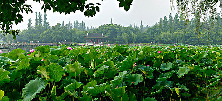 西湖十景,曲院风荷