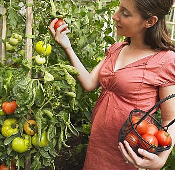 孕妇,挑选,西红柿