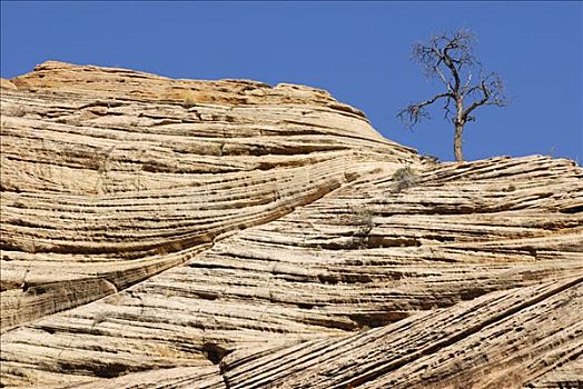 石头,层次,孤树,锡安山,攀升,焦糖,公路,锡安国家公园,犹他,美国