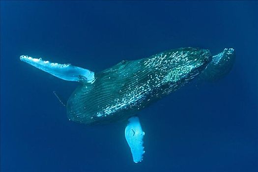 夏威夷,驼背鲸,幼兽,大翅鲸属,鲸鱼,游泳,深,蓝色,海洋