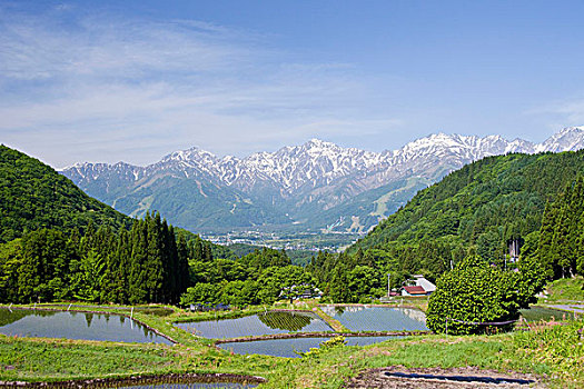 稻田,北方,日本,阿尔卑斯山,长野,亚洲