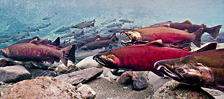 水下视角,红点鲑,产卵,迁徙,溪流,三角洲,靠近,科尔多瓦,威廉王子湾,阿拉斯加,秋天