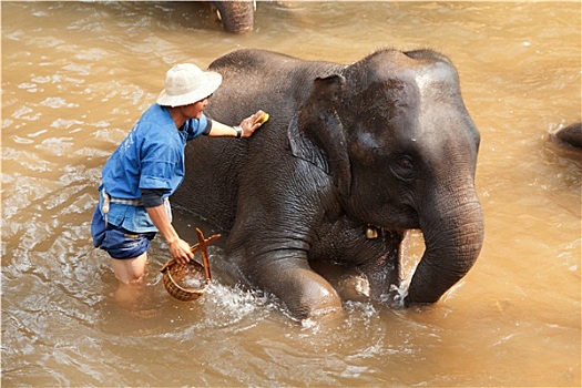 大象,露营,泰国