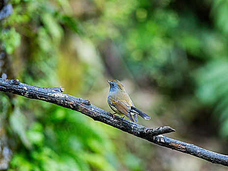 生活在林间空隙中的橙胸姬鹟鸟
