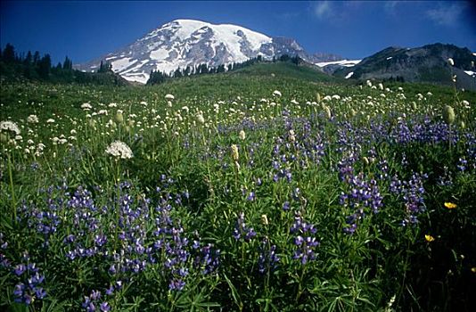 雷尼尔山,雷尼尔山国家公园,华盛顿,美国