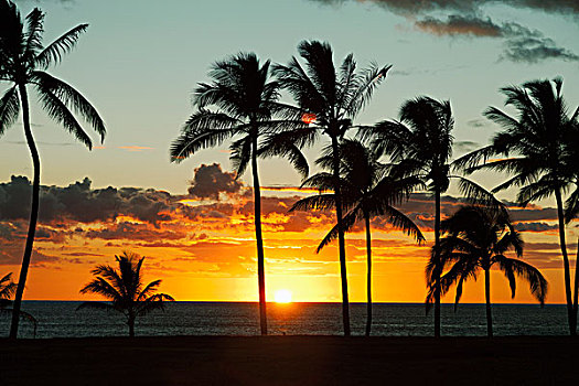 剪影,棕榈树,岸边,日落,檀香山,瓦胡岛,夏威夷,美国