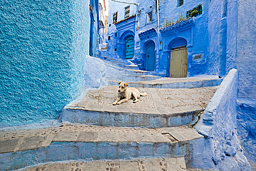 摩洛哥,舍夫沙万,沙温,小,狭窄,街道,涂绘,品种,鲜明,蓝色,彩色,狗,楼梯