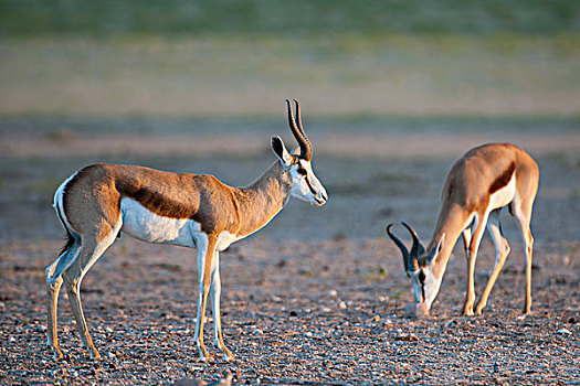 跳羚,卡拉哈迪大羚羊国家公园,北开普,南非,非洲