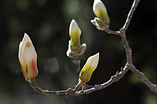 紫玉兰花