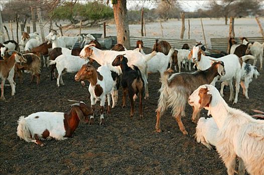 牧群,山羊,博茨瓦纳,非洲