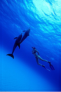 潜水者,斑海豚