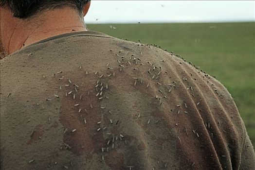 蚊子,男人,背影,阿拉斯加,北美