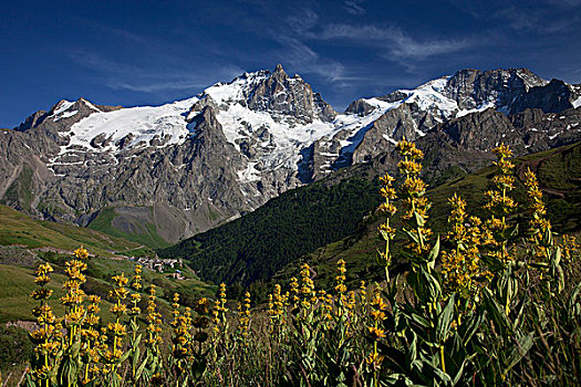 法国,上阿尔卑斯省,山丘,风景,开花