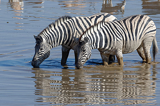 两个,斑马,马,站立,泥,水,喝,水坑,埃托沙国家公园,纳米比亚,非洲