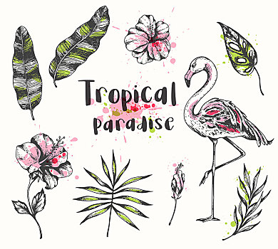 矢量,夏天,热带,设计,粉红火烈鸟,棕榈树,香蕉叶