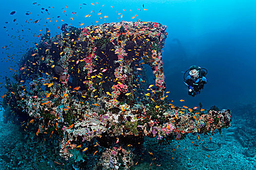 潜水,繁茂,残骸,船厂,场所,环礁,印度洋,马尔代夫,亚洲